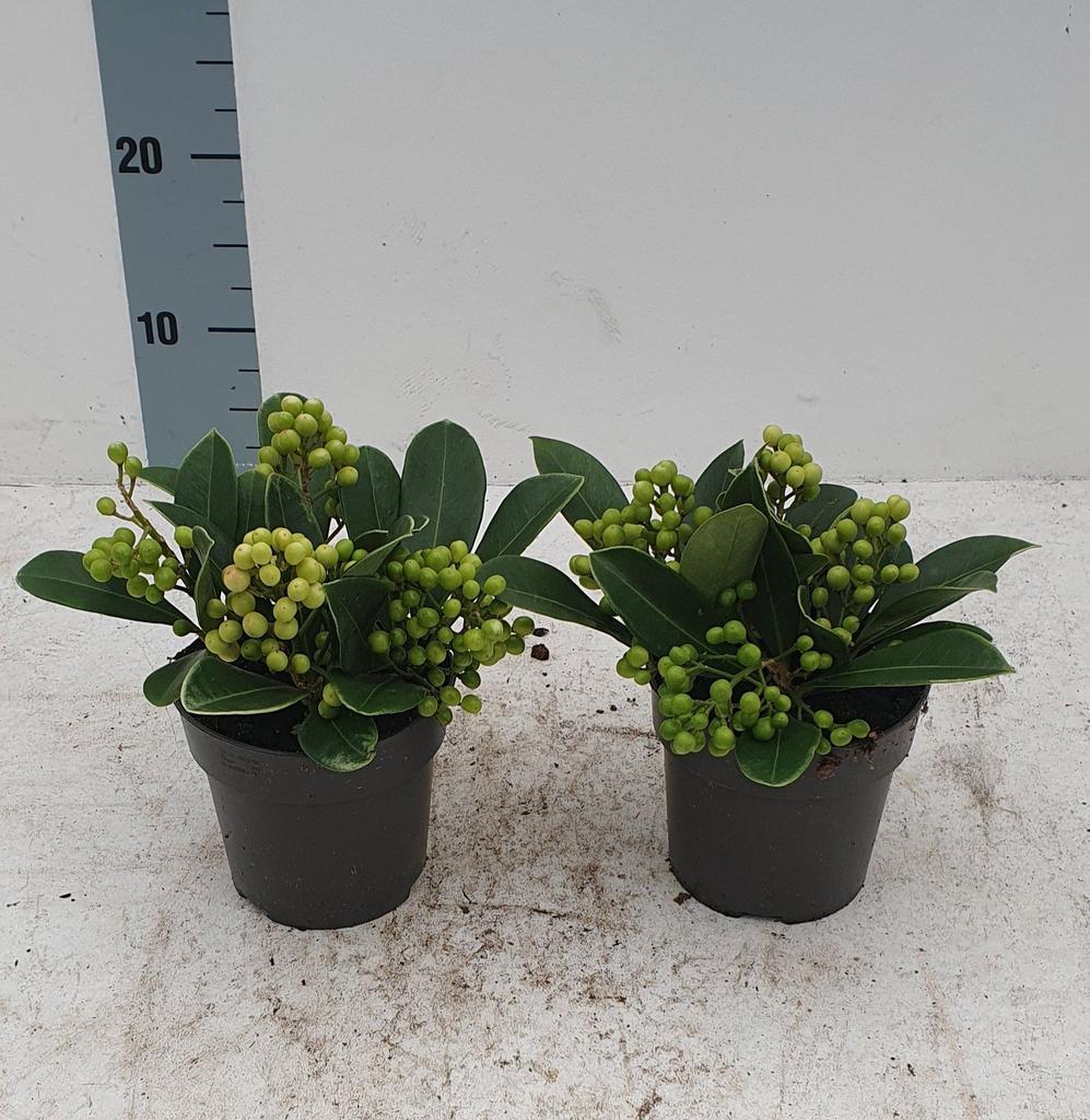 Picture of Skimmia jap. Temptation P13 3+/TRUSSES