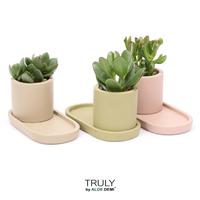Crassula in varieties TRULY plateau