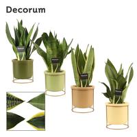 Sansevieria Super Mix in Lynn (Silent moods-collection)