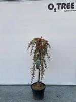 Cotoneaster suec. Juliette