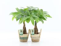 Pachira Aquatica braided trunk in Noah Stripe
