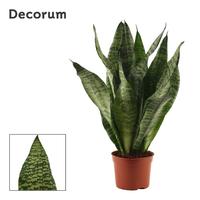 Sansevieria Super Green