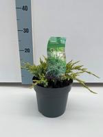 Juniperus squa. Holger