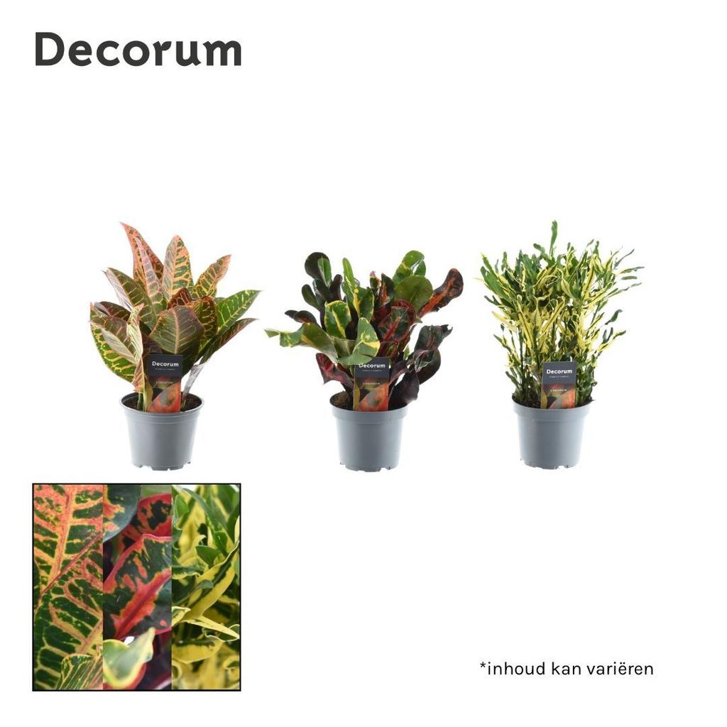Image de Croton in varieties head -cutting 3-5 pp (Decorum) P12 30CM