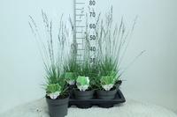 Molinia cae. Edith Dudszus