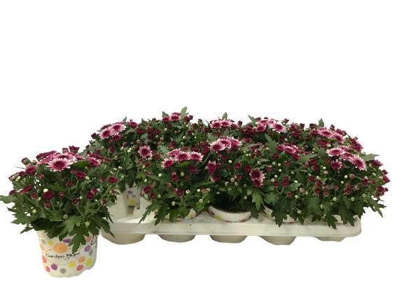 Picture of Chrysant Gardenmum purple-white P12 20CM