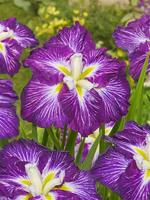 Iris ens. Dinner Plate Jell-O
