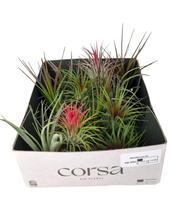 tillandsia mix x20
