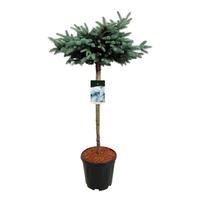 Picea pung. Glauca Globosa