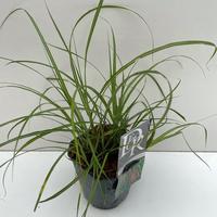 Miscanthus sin. Flamingo