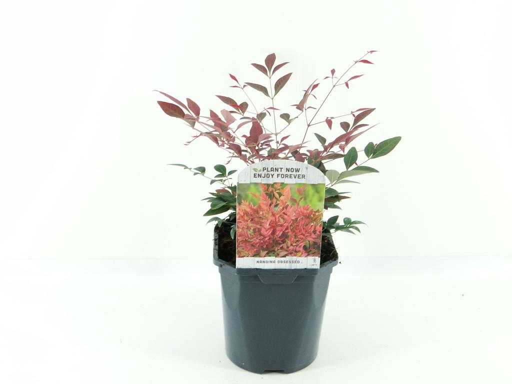 Picture of Nandina dom. Obsessed P17 (2 Ltr) Square
