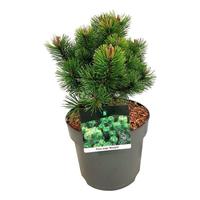 Pinus mugo Mumpitz