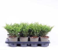 Juniperus hor. Andorra Compact
