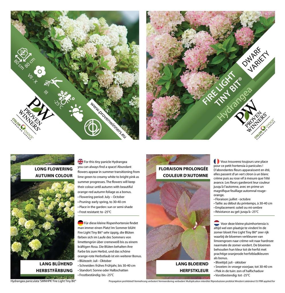 Picture of Hydrangea pan. Firelight Tiny Bit P19 (3 Ltr)