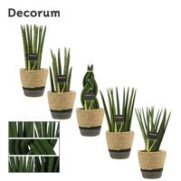 Sansevieria Cylindrica Mix in Hanoi basket grey (Deco-col.)