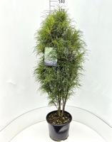 Frangula alnus Fine Line