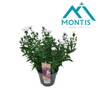 Aster Showmaker Polar White