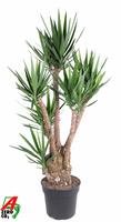 Yucca branched 4-5-arm