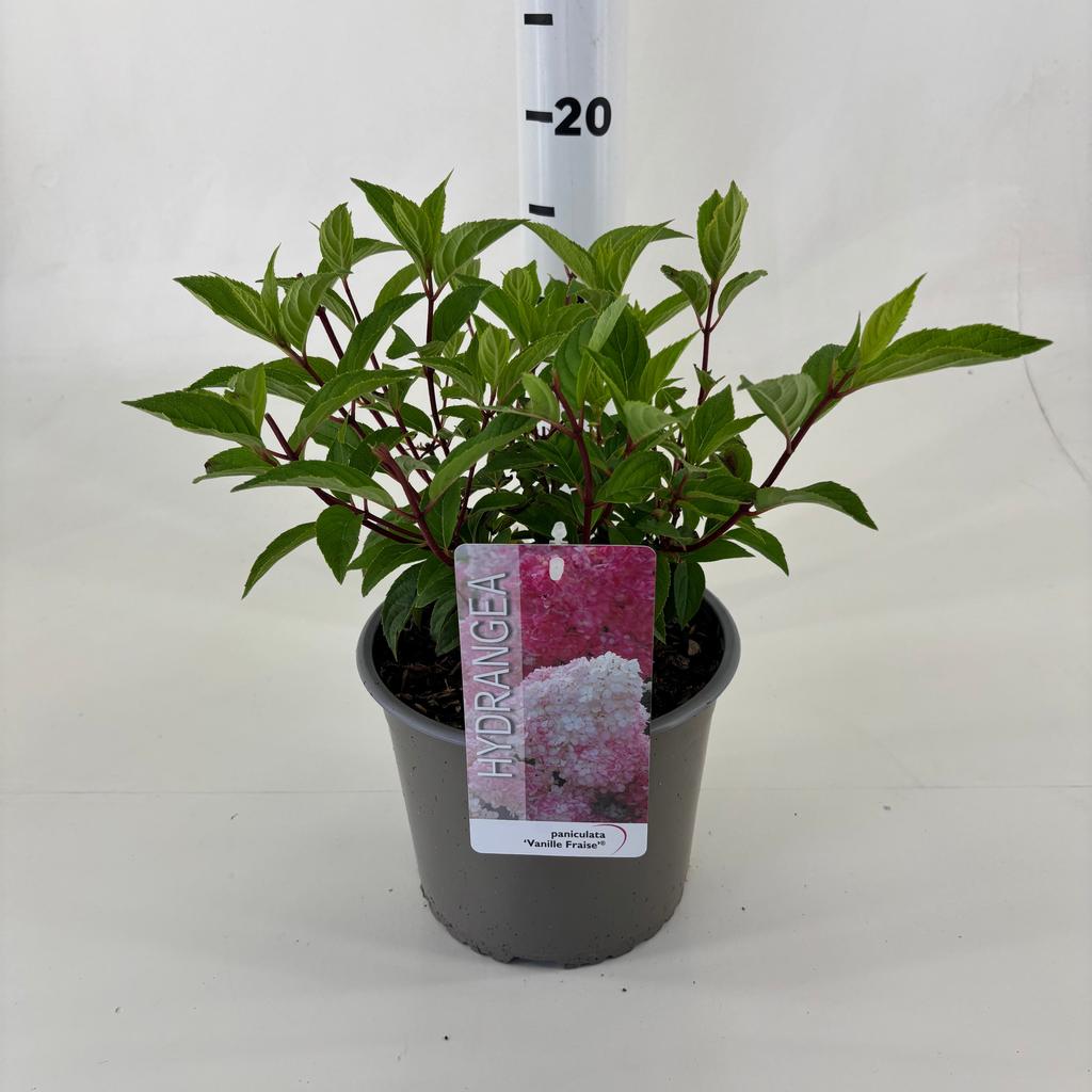 Image de Hydrangea pan. Vanille Fraise P19 (3 Ltr)