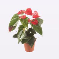 Anthurium Easy Red