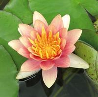 Nymphaea Aurora (3L)