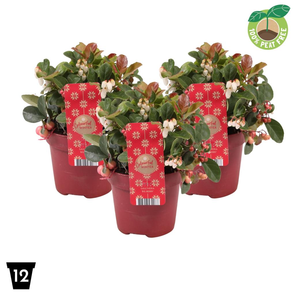 Picture of Gaultheria Big Berry P12 Peat Free