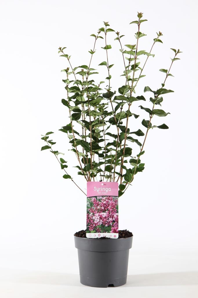 Picture of Syringa Josée P19 (3 Ltr)
