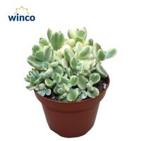 Cotyledon Ladysmithiensis Variagata