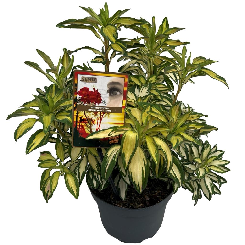 Picture of Alstroemeria Rock & Roll P19 30CM