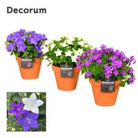 Campanula in varieties Patio