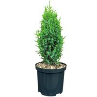 Juniperus com. Compressa