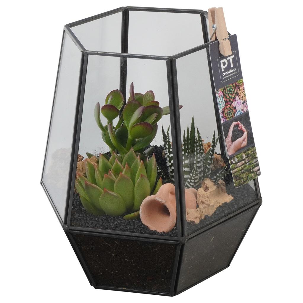Obrázok z PTSU8402 Arrangement Succulents in glass pot P13 23cm