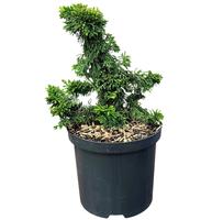 Thuja o. Malonyana Holub