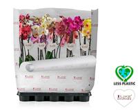 Phalaenopsis hybrid in varieties (Less Plastic)