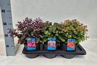 Sedum telephium in varieties