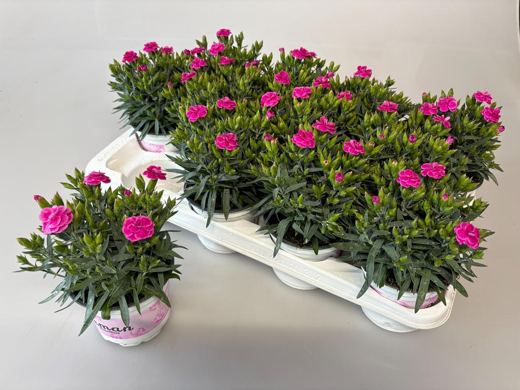 Picture of Dianthus Anjer Peman P12 20CM