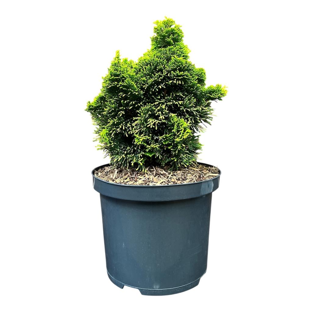 Picture of Chamaecyparis o. Aurora P18 (2.5 Ltr)