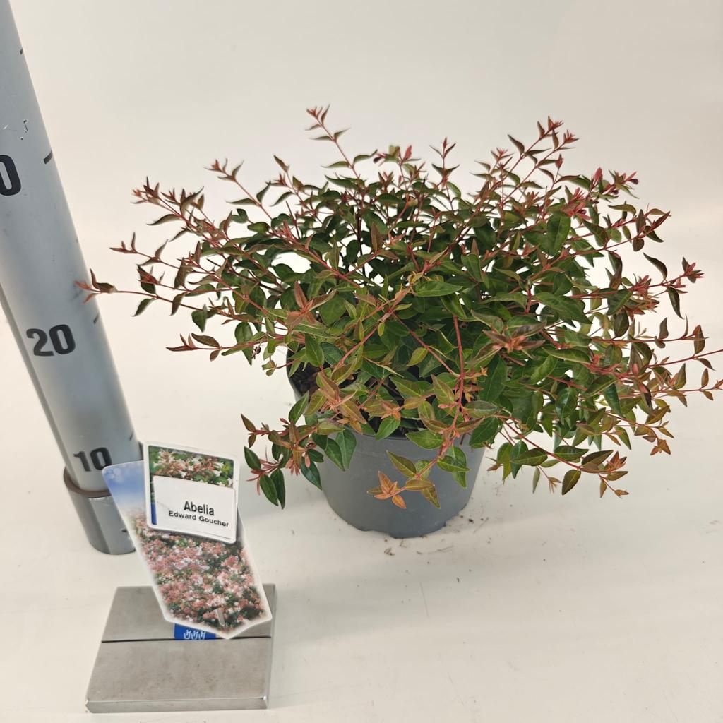 Picture of Abelia Edward Goucher P17 (2 Ltr)