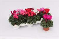 Cyclamen Mini in varieties