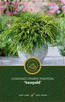 Chamaecyparis pis. Sungold