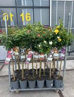 Rosa in varieties Exclusive Collection