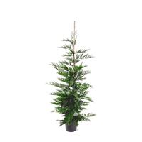 Cupressocyparis leylandii