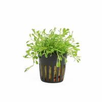 Glossostigma elantinoides