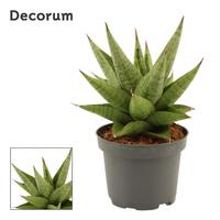 Sansevieria Snow Lotus Crown