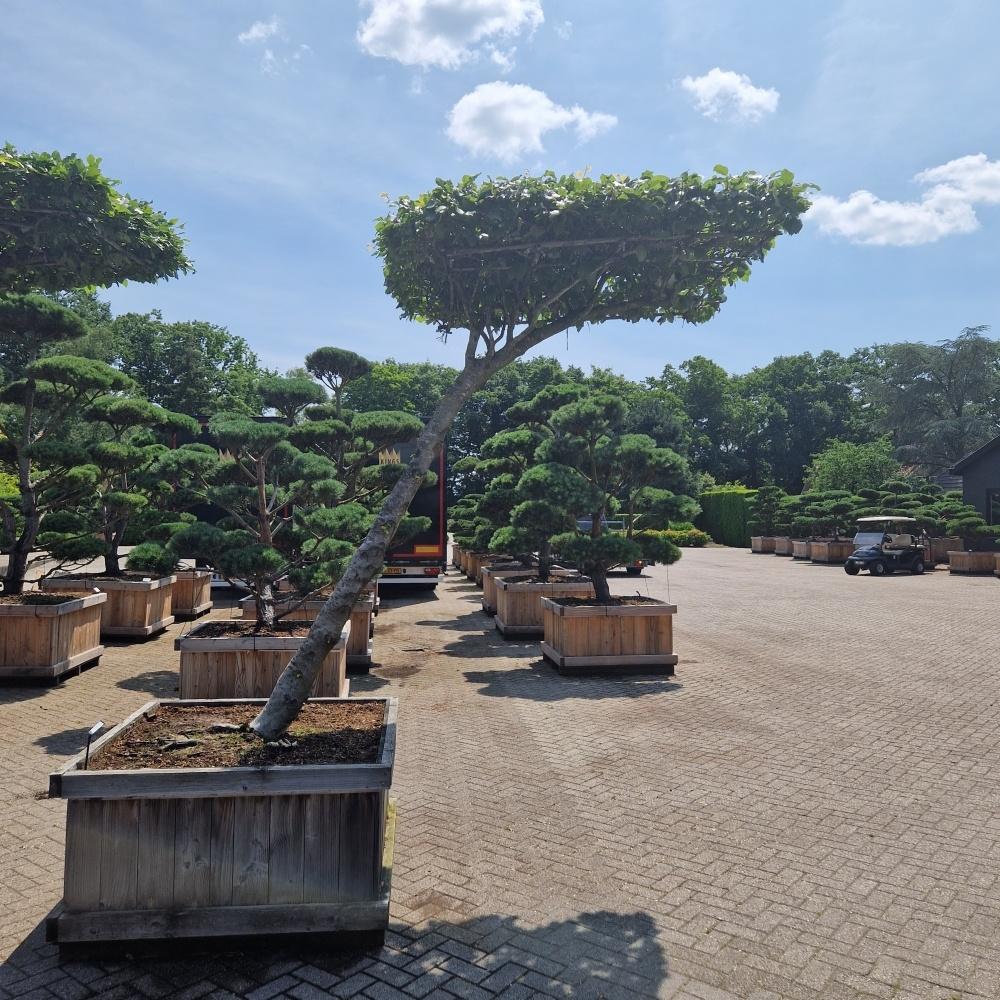 Picture of Fagus sylvatica 110 x 110 200/250