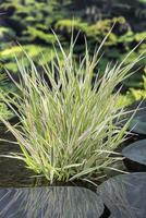 Phalaris arundinaea Picta