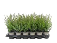 Juniperus com. Suecica