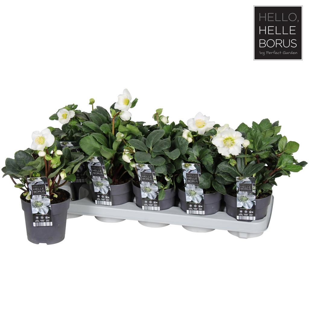 Picture of Helleborus niger Christmas Carol (Large) P12