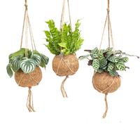 Kokodama Jungle varieties
