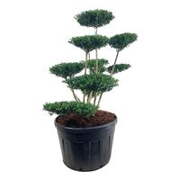 Ilex cr. Green Hedge